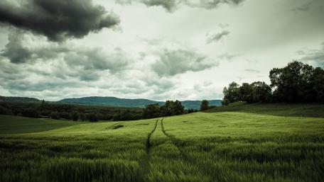 Green field wallpaper