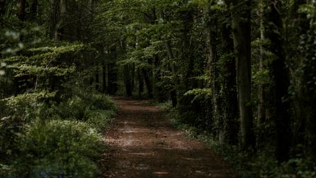 Green forest wallpaper