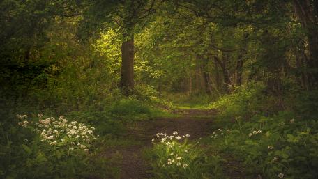 Ramsons among the forest trail wallpaper