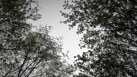Trees wallpaper