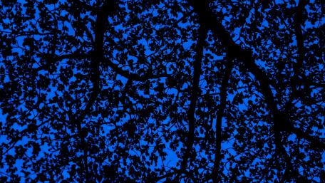 Branches silhouette wallpaper