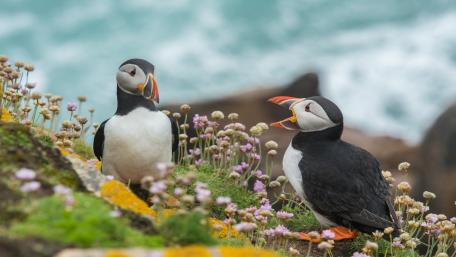 Atlantic puffins wallpaper