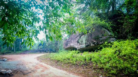 Path way through the rocky woods wallpaper