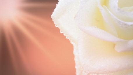 The Rose wallpaper