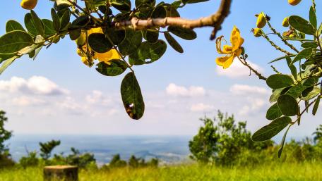 Tree with yellow flowers wallpaper