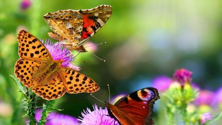 Colorful nature wallpaper