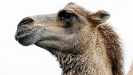 Dromedary wallpaper