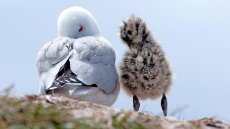 Baby Gull wallpaper