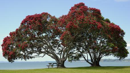 Bench under a blooming New Zealand Christmas tree wallpaper