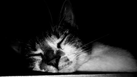 Peaceful Black and White Cat in Sleep wallpaper