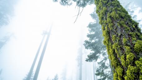 Mossy tree trunk wallpaper