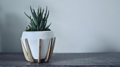 Serene Simplicity in a Flowerpot wallpaper