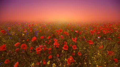 Flower field with red poppies wallpaper