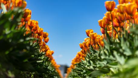 Tulips low angle view wallpaper