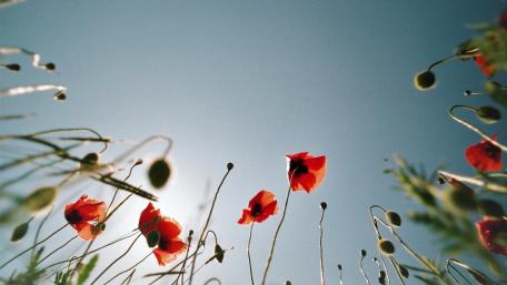 Poppies low angle view wallpaper