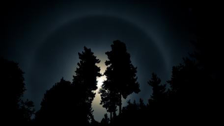 Mystical Moonlit Forest Silhouette wallpaper