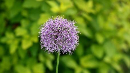 Purple flower wallpaper