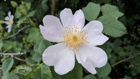 Delicate Blossom in Nature's Embrace wallpaper