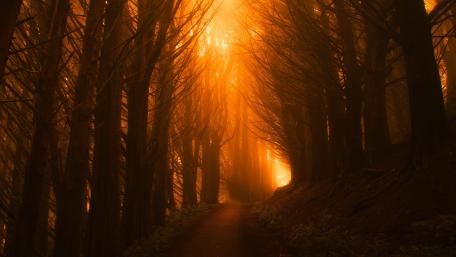 Forest trail at sunset wallpaper