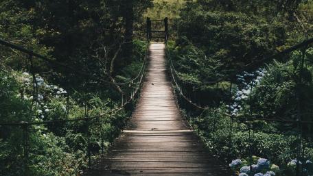 Suspended Bridge Over Green Wilderness wallpaper