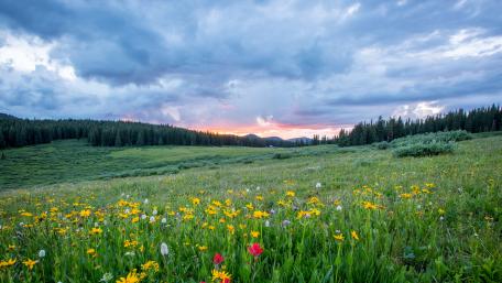 Cloudy spring flower field wallpaper
