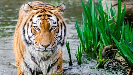 Bengal Tiger wallpaper