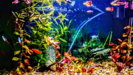 aquarium life wallpaper