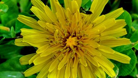 Vibrant Yellow Dandelion Blooming in Nature wallpaper