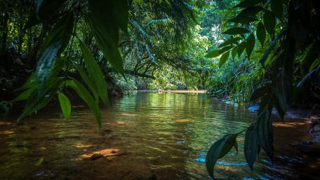 Fresh water stream in Sri Lanka wallpaper