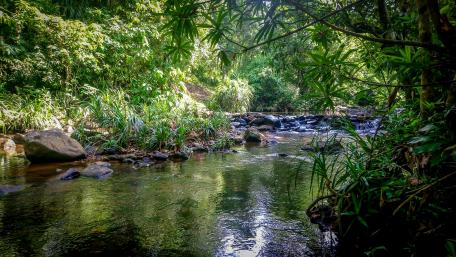 Stream in Sri Lanka wallpaper