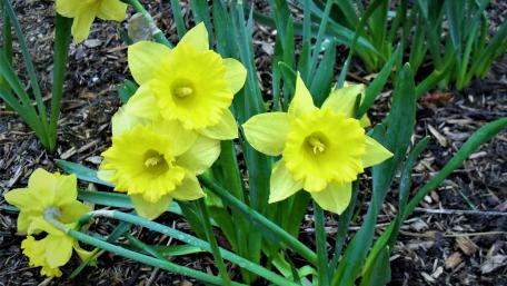 Daffodils wallpaper