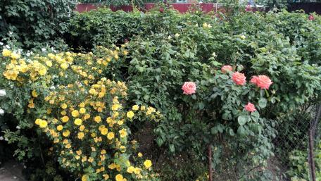 Vibrant Rose and Yellow Flower Garden Artistry wallpaper