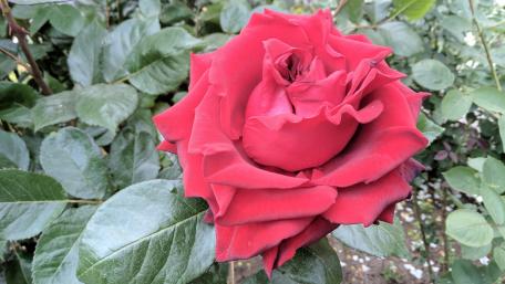 Vibrant Red Rose Blossom in Full Bloom wallpaper