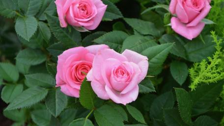 Rose bush wallpaper