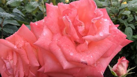 Vibrant Pink Roses Glistening with Dew wallpaper