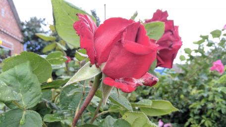 Vibrant Red Rose in Blooming Garden wallpaper