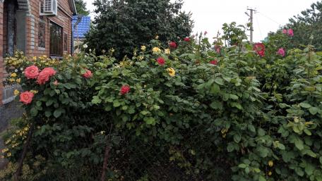 Vibrant Garden Blooms in Full Colorful Glory wallpaper