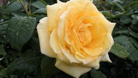 Yellow Rose wallpaper