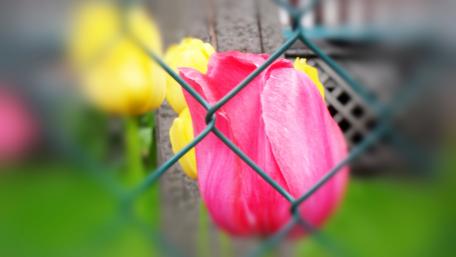 Tulips wallpaper