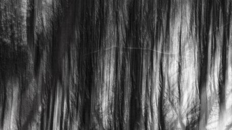 Forest drawing wallpaper