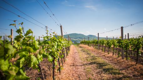 Palava Hills vineyards wallpaper
