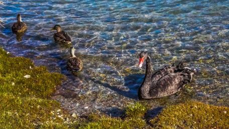 Black Swans wallpaper