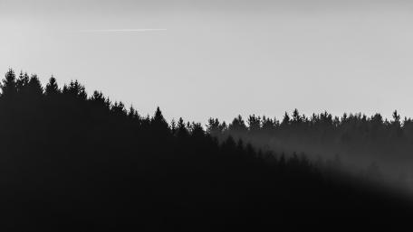 Minimalistic forest wallpaper