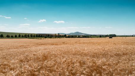 Wheatfields wallpaper