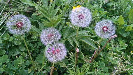 Delicate Dandelion Whispers in Nature's Embrace wallpaper