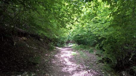 Forest trail wallpaper