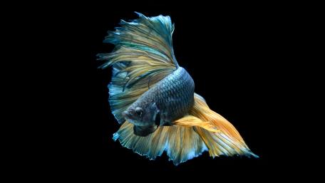 Siamese fighting fish wallpaper