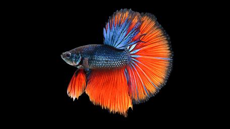 Red Betta wallpaper