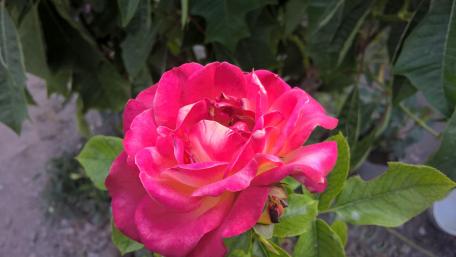 Flower wallpaper