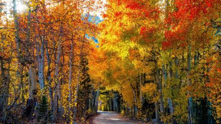 Colors of the fall wallpaper